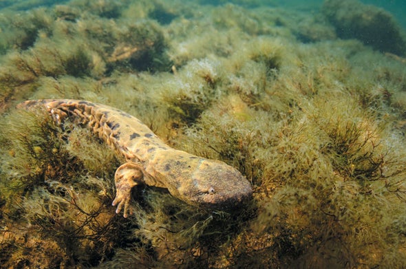 Cannibalistic Dads May Be Contributing to Hellbender Salamander Declines